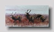 stags 2   watercolour    36 x 66cm